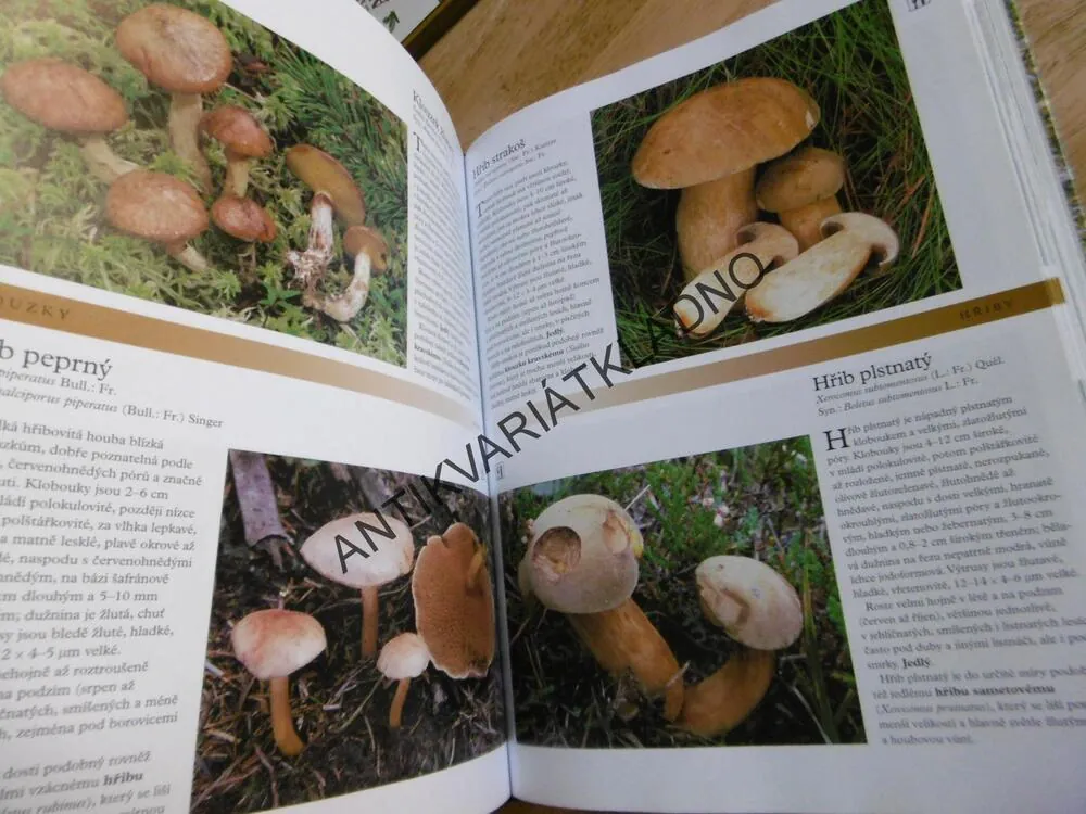 HOUBY, ČESKÁ ENCYKLOPEDIE,MYKOLOGIE , **an
