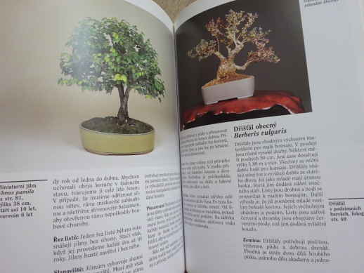 BONSAJE Z DOMÁCÍCH DŘEVIN, WOLFGANG KOHLHEPP, **an