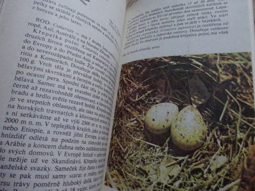 ZVÍŘATA CELÉHO SVĚTA 8, BAŽANTI A OSTATNÍ HRABAVÍ, JIŘÍ FELIX, **an