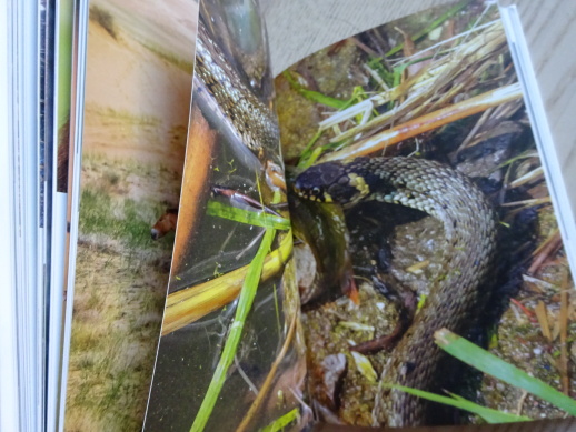 SUPI V HOTELU CONTINENTAL A DALŠÍ ZÁPISKY ŘEDITELE ZOO, MIROSLAV BOBEK, **an