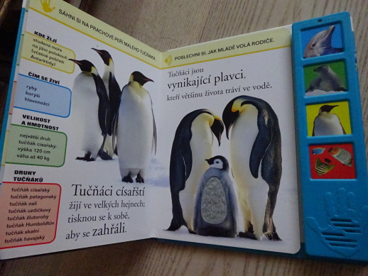 ZVÍŘÁTKA V MOŘI, **an