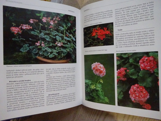 PELARGONIE, MIA ESSEROVÁ, **an