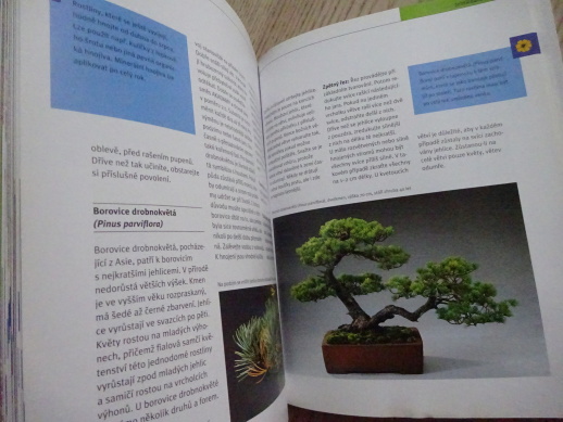 BONSAJE Z DOMÁCÍCH DŘEVIN, WERNER M. BUSCH, **an