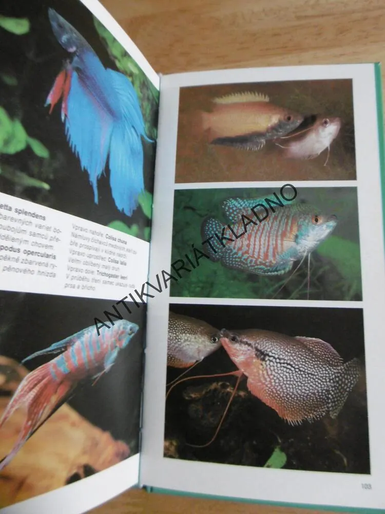 AKVÁRIUM, ILUSTROVANÁ PŘÍRUČKA PRO ZAČÍNAJÍCÍ AKVARISTY, DICK MILLS, **an