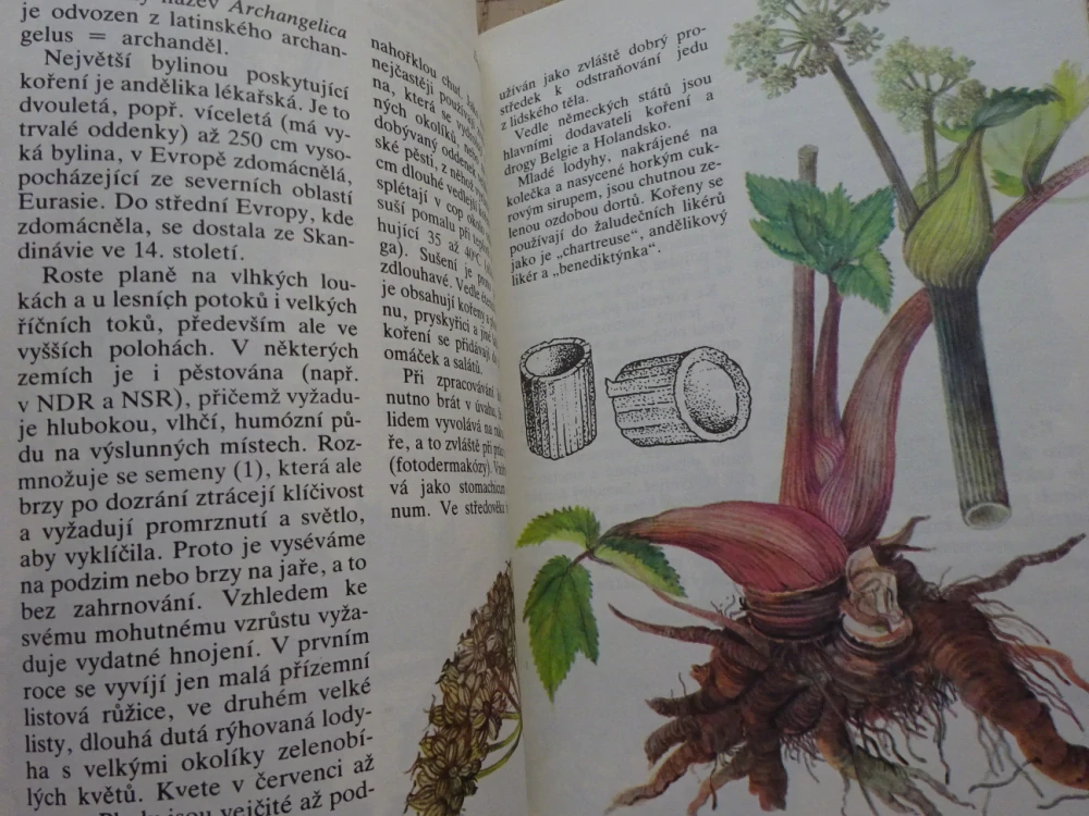 NAŠE A CIZÍ KOŘENÍ, JIŘINA KAPLICKÁ, JAN KYBAL, **an