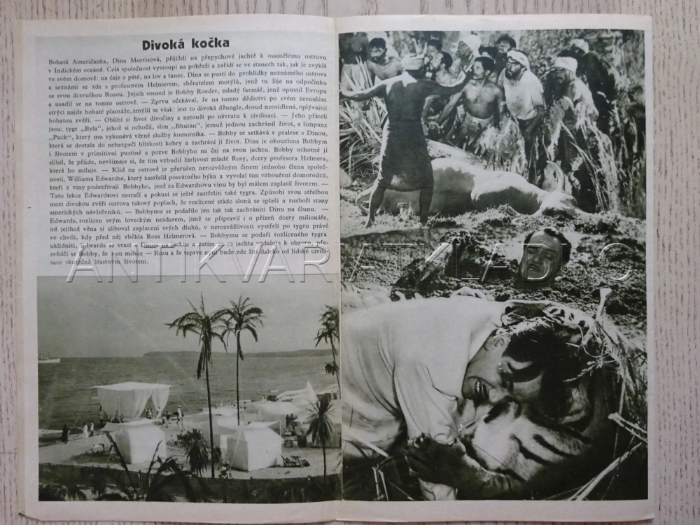 DIVOKÁ KOČKA, H. PIEL, BIO PROGRAM Č. 335, 1936