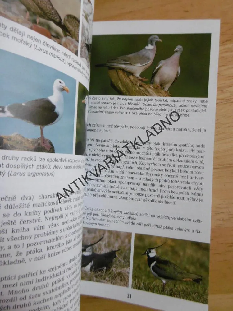 PTÁCI, PRŮVODCE PŘÍRODOU, URČOVÁNÍ PODLE 3 ZNAKŮ, BEZZEL