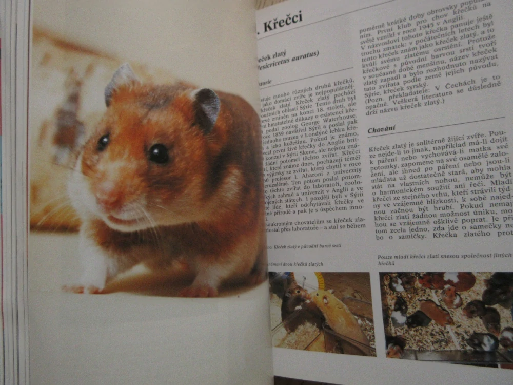 PRAKTICKÁ ENCYKLOPEDIE KRÁLÍCI A HLODAVCI, ESTER VERHOEF-VERHALLEN, **an