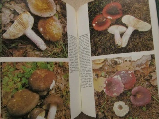 JIHOČESKÁ HOUBAŘSKÁ KUCHAŘKA, VILÉM VRABEC, **an