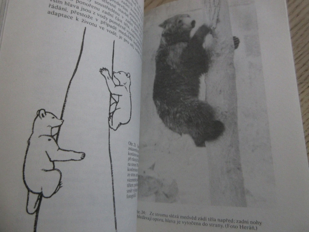 ZVÍŘATA CELÉHO SVĚTA 4, MEDVĚDI A PANDY, IVAN HERÁŇ, **an 