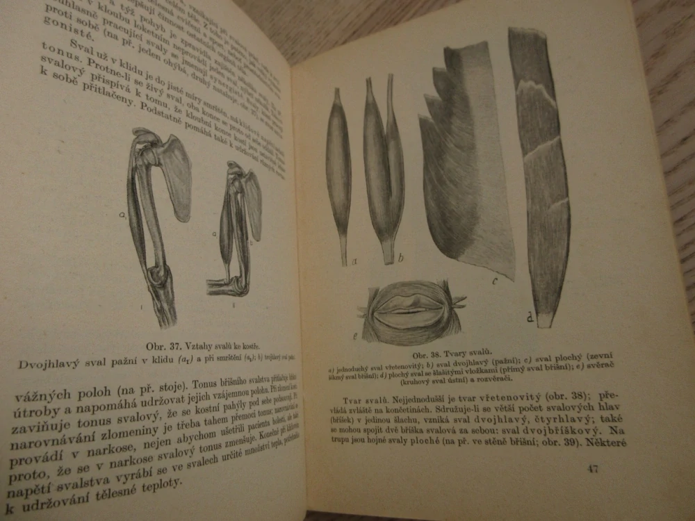 ANATOMIE, UČEBNÍ TEXT PRO ZDRAVOTNICKÉ ŠKOLY, 1954, **an
