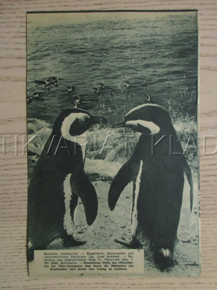 DASAN, OSTROV 5 MILIONŮ TUČŇÁKŮ, CH. KEARTON, NĚMECKY, BIO PROGRAM ZŠ Č. 85, 1932