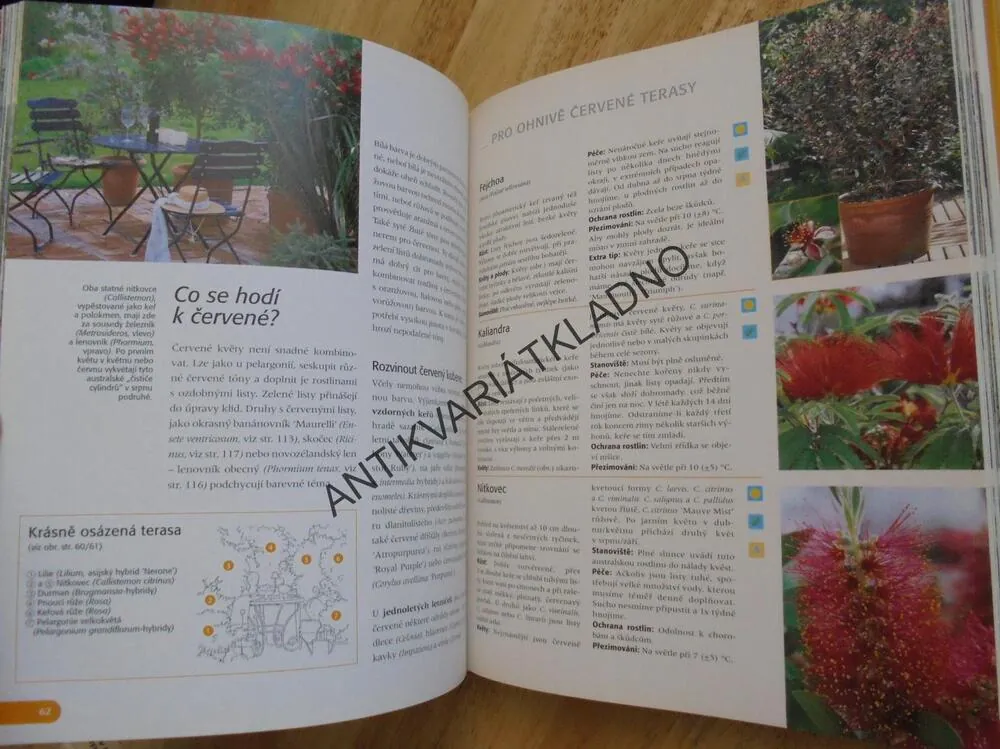 MODERNÍ TERASOVÉ ZAHRADY, KBELÍKOVÉ ROSTLINY , **an