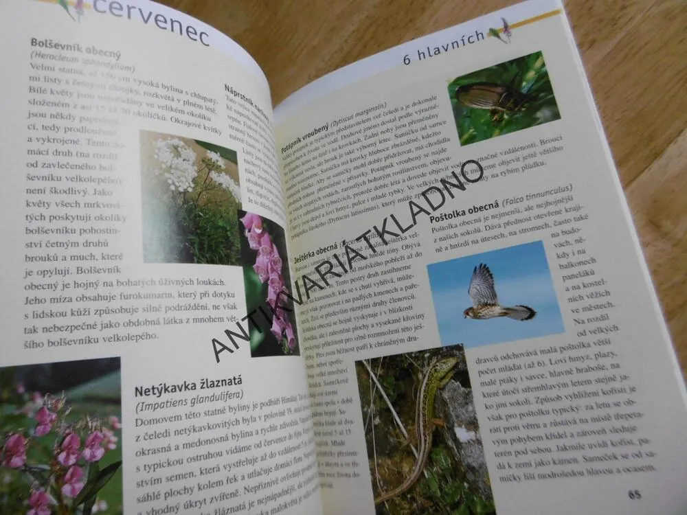 NAŠÍ PŘÍRODOU MĚSÍC PO MĚSÍCI, ZVÍŘATA ROSTLINY HMYZ, MARIO LUDWIG