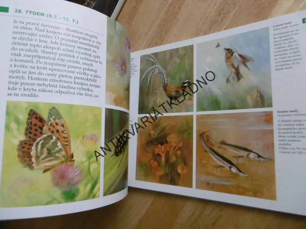 ROK V PŘÍRODĚ, SLOVEM A OBRAZEM, BOHUMIL SIEGL