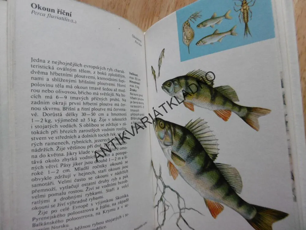 SLADKOVODNÍ RYBY, ČIHAŘ, MALÝ, **an