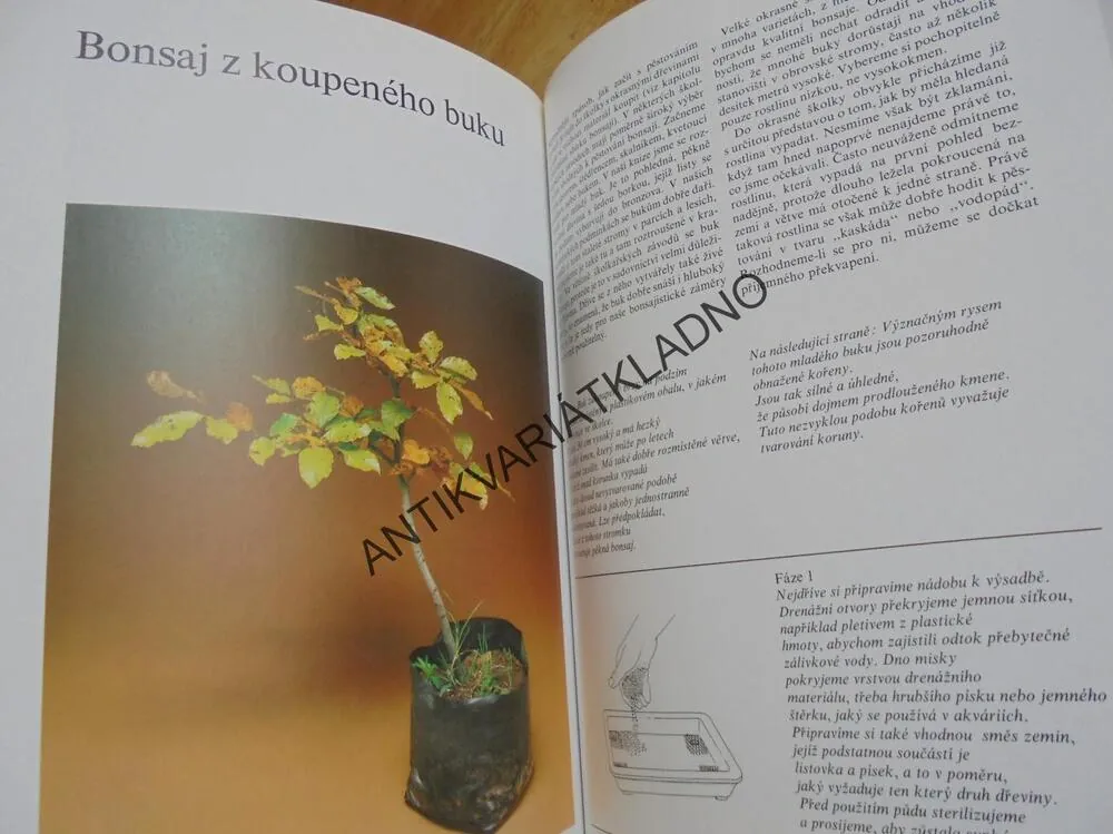 BONSAI, CHRISTINE STEWARTOVÁ, JAPONSKÁ ZAHRADA, **an