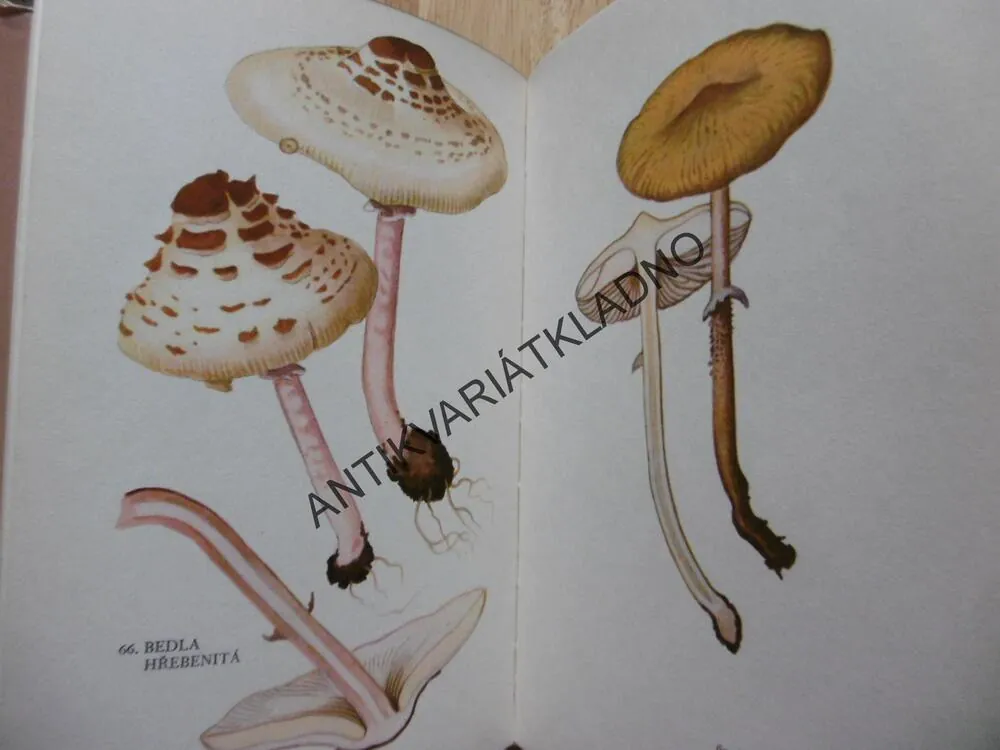 HOUBY, PŘÍHODA, ZEJBRLÍK