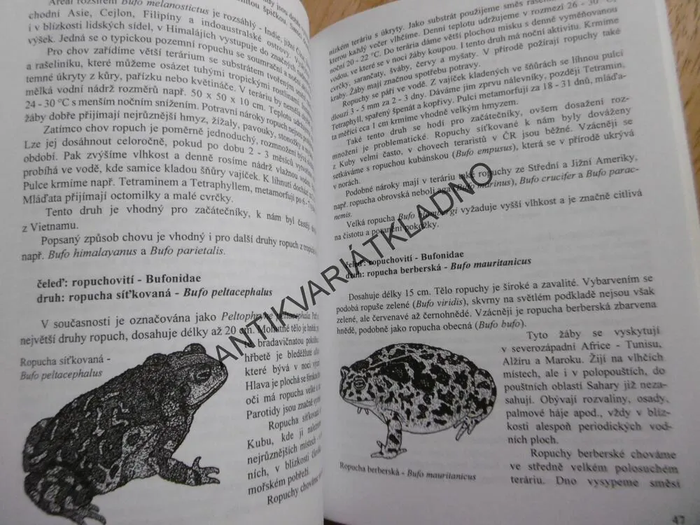 OBOJŽIVELNÍCI V TERÁRIÍCH, KOCOUREK, MODRÝ,