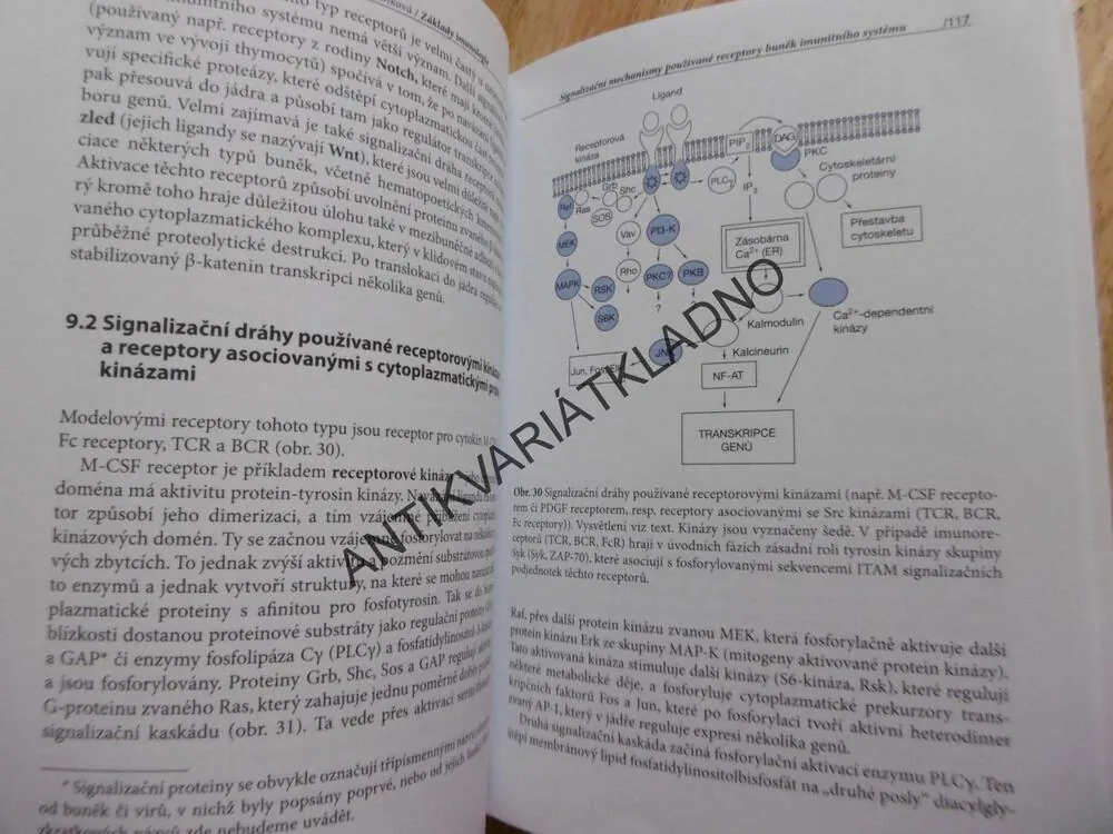 ZÁKLADY IMUNOLOGIE, HOŘEJŠÍ, BARTŮŇKOVÁ, 