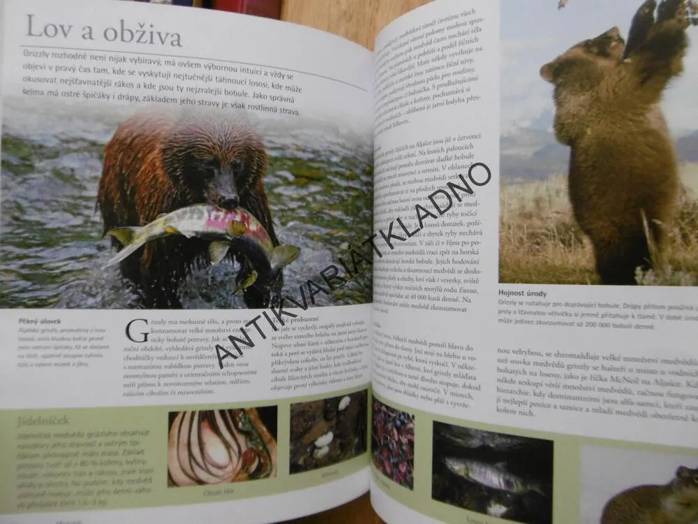 MEDVĚDI, OD MÍRUMILOVNÝCH PAND AŽ PO NEOHROŽENÉ MEDVĚDY LEDNÍ