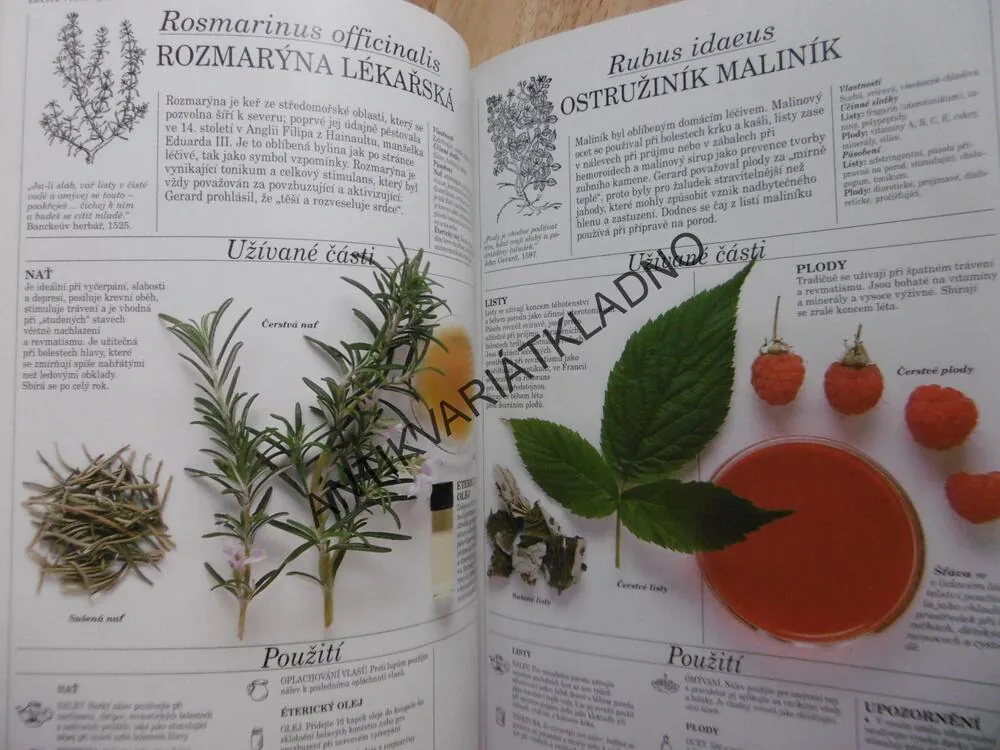 VELKÝ ATLAS LÉČIVÝCH ROSTLIN, PENELOPE ODYOVÁ