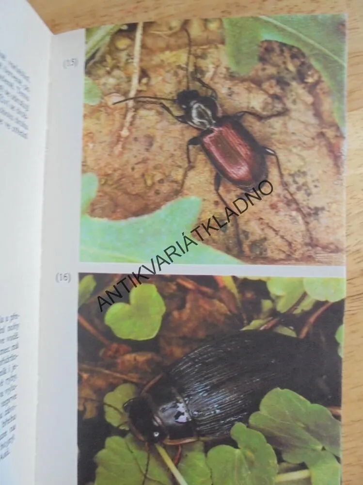 BROUCI A MOTÝLI VE FOTOGRAFII, PRADÁČ, HRABÁK,1982, **an