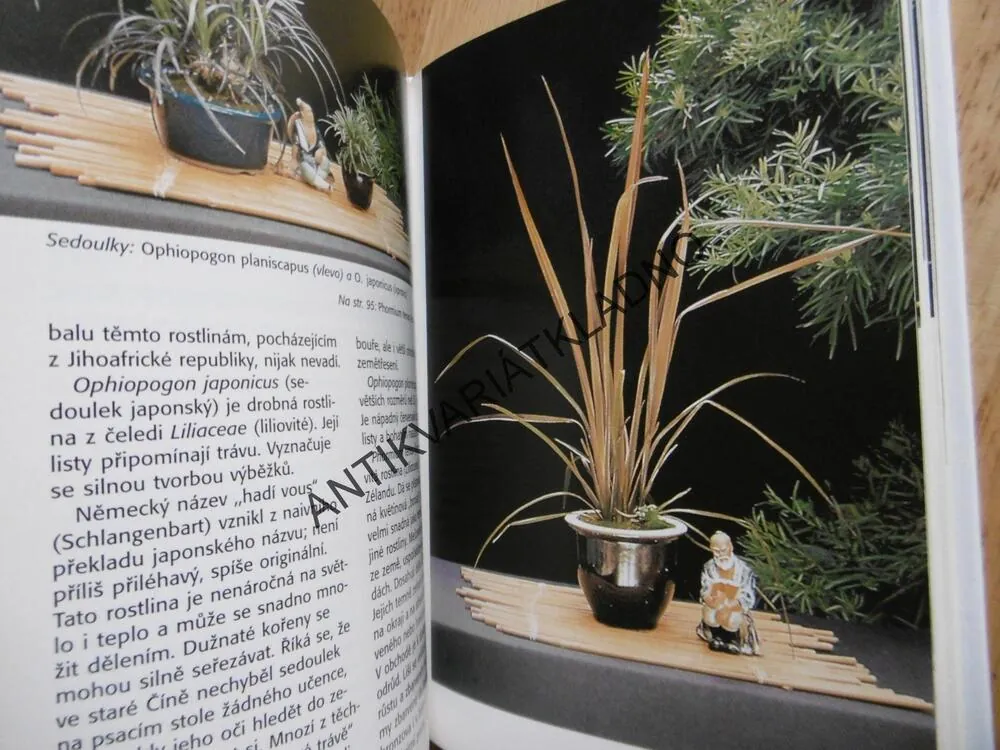 POKOJOVÉ BONSAJE, KAWOLLEK, BONSAI,JAPONSKÁ ZAHRADA, **an