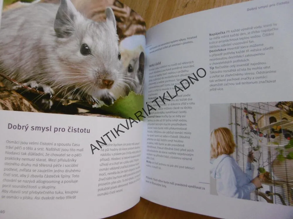 OSMÁK DEGU, JAK NA TO, ALEXANDRA BEISSWENGER, **an