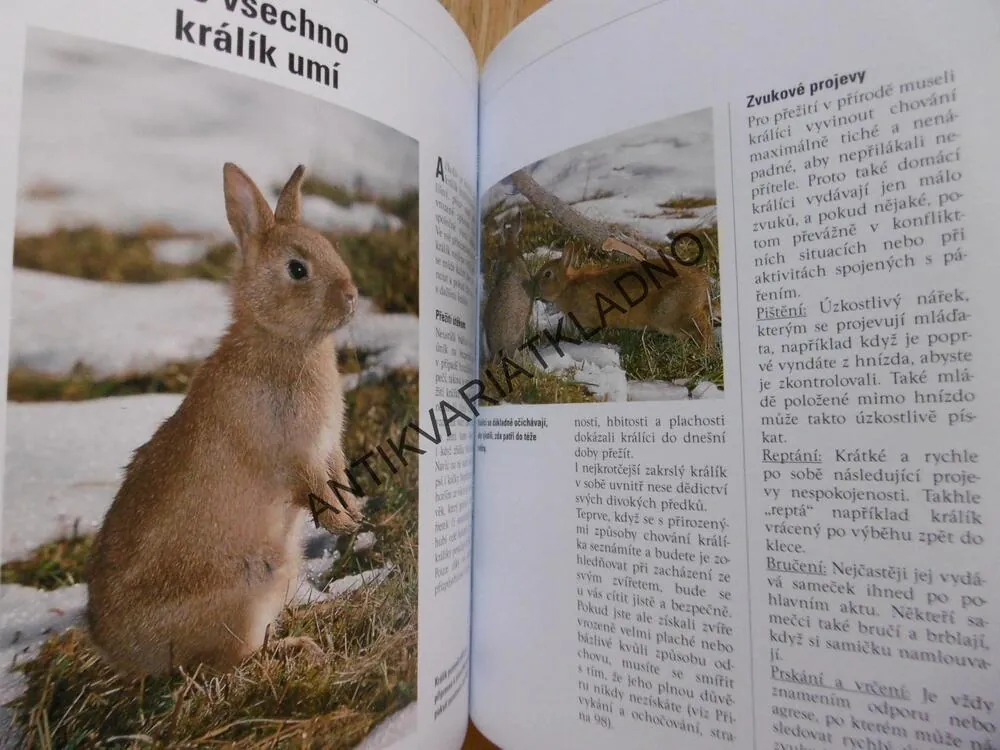 NÁŠ ZAKRSLÝ KRÁLÍK, JAK NA TO, NAŠE ZVÍŘÁTKO, MONIKA WEGLER, **an