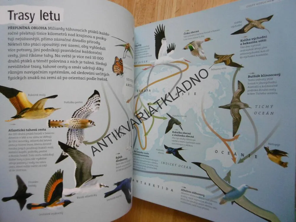 ZVÍŘATA NA CESTÁCH, MIGRACE ZVÍŘAT, ANIMAL PLANET, **an