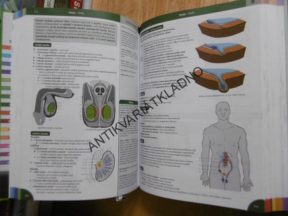 MEMORIX ANATOMIE, RADOVAN HUDÁK, KACHLÍK, 4.VYDÁNÍ, 2019