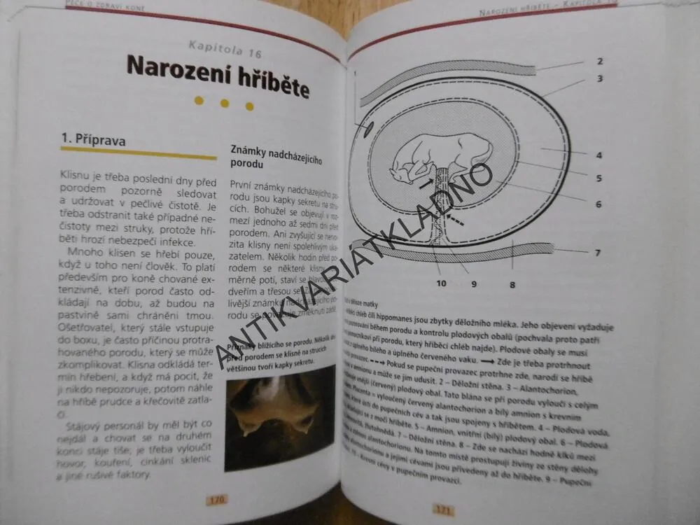 PÉČE O ZDRAVÍ KONĚ, HELMUT ENDE, EWLAD ISENBÜGEL
