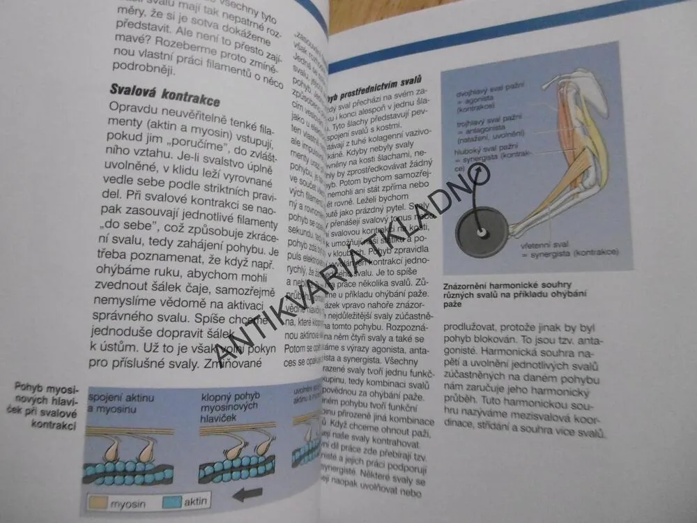 DOMÁCÍ POSILOVÁNÍ, SPORT, PRŮVODCE SPORTEM, MIESSNER