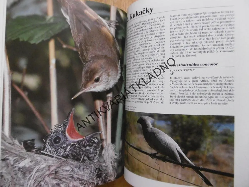 ENCYKLOPEDIE PTÁKŮ, VLADIMÍR BEJČEK, KAREL ŠŤASTNÝ