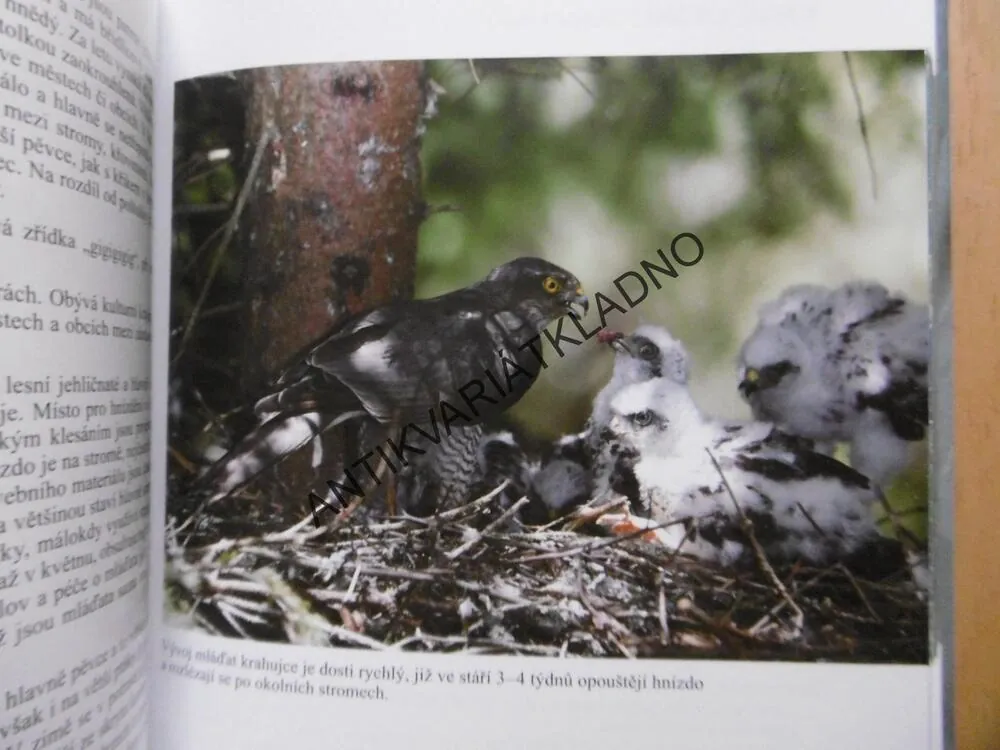 PTÁCI NEJEN ČESKÉHO RÁJE, ZDENĚK MRKÁČEK, FOTOGRAFICKÝ ATLAS PTÁKŮ, BEZ CD!!