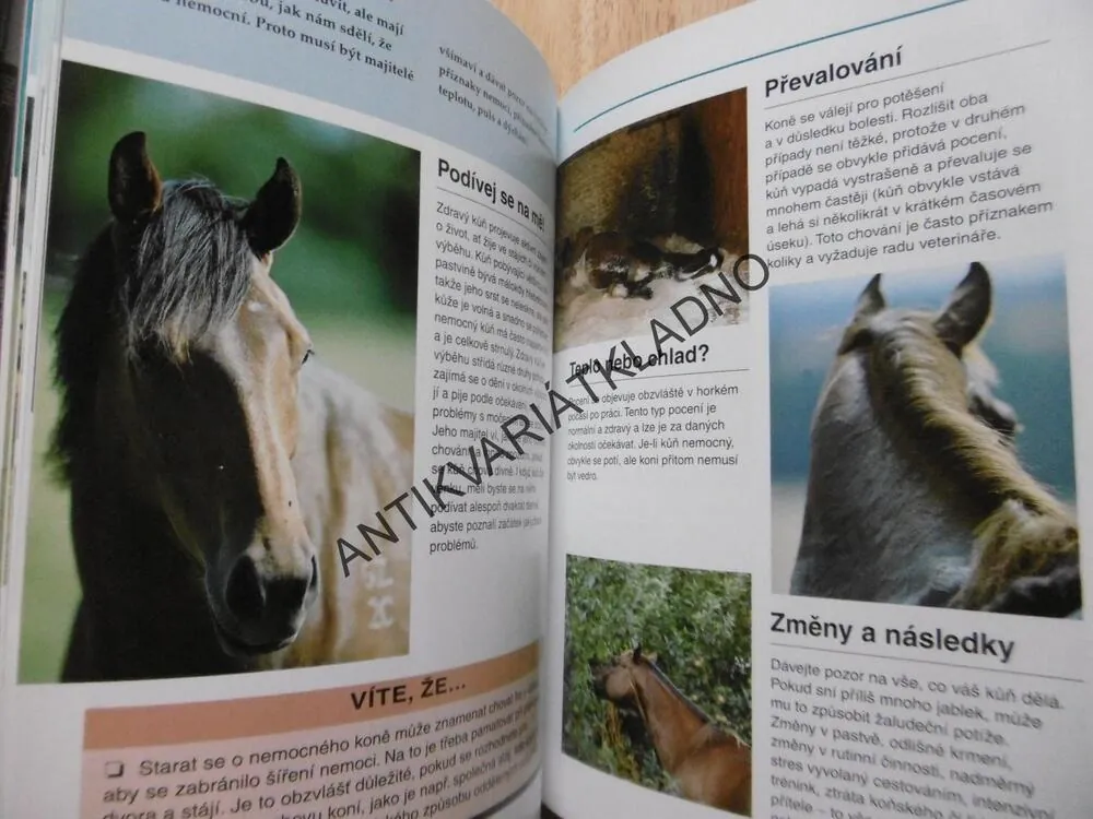 KŮŇ A JEHO ŘEČ, LESLEY BAYLEY, **an
