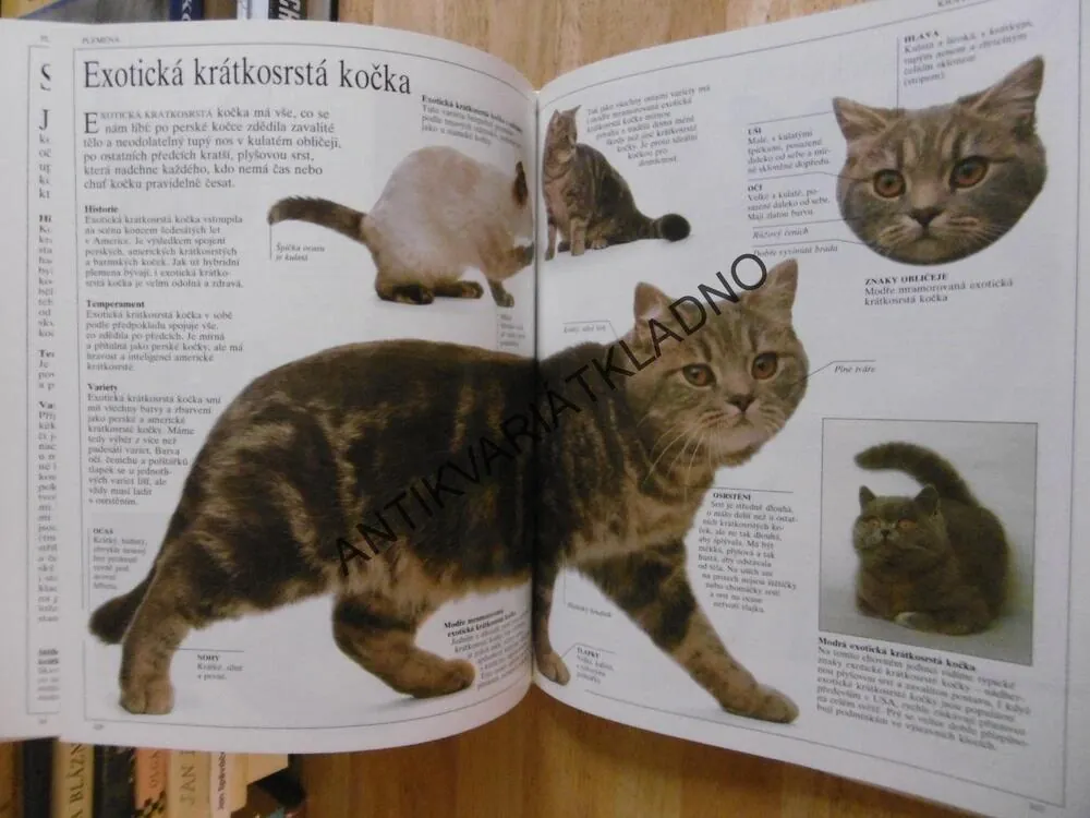 VELKÁ KNIHA O KOČKÁCH, DAVID TAYLOR