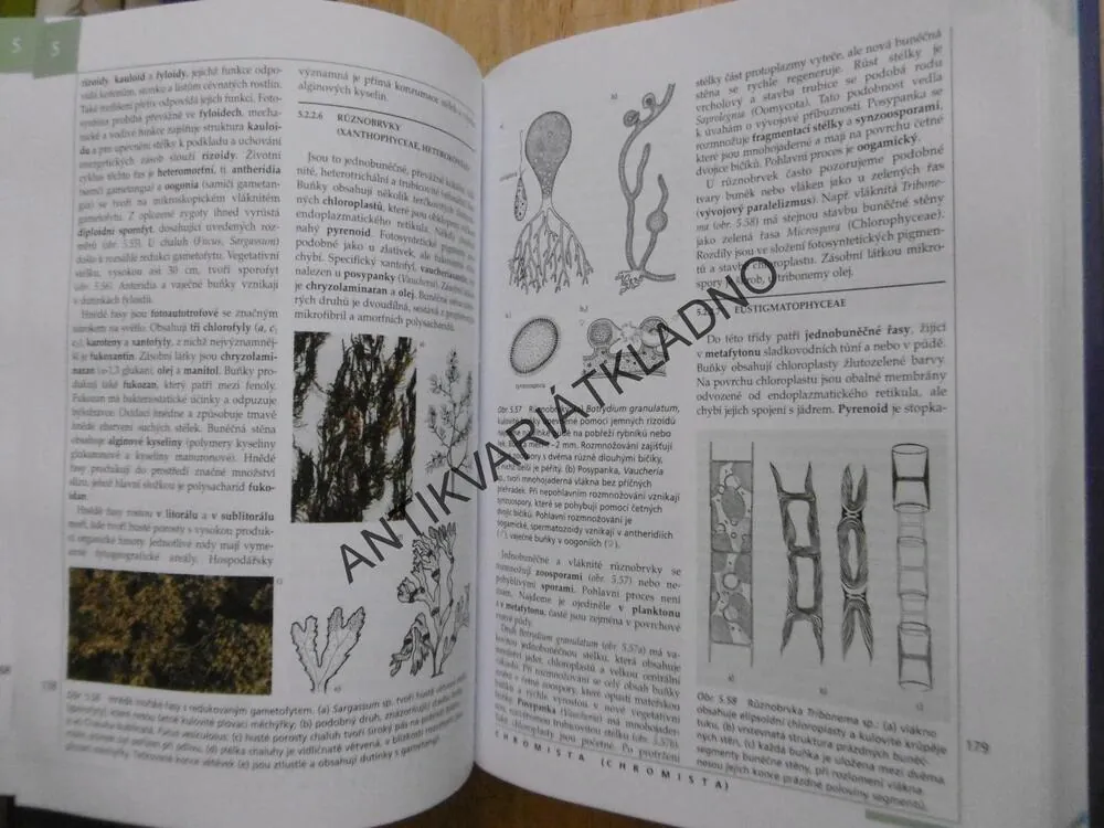 NOVÝ PŘEHLED BIOLOGIE, ROZSYPAL