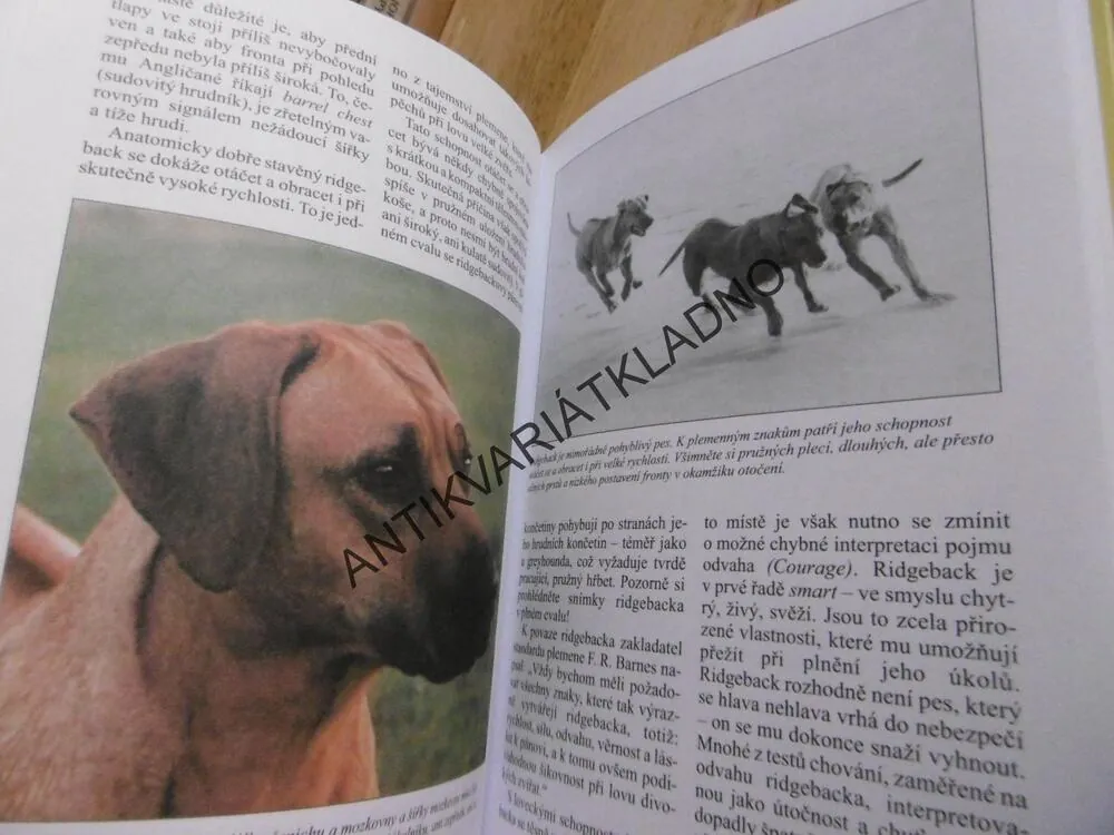 RHODESKÝ RIDGEBACK, PES, VÝCHOVA, PÉČE