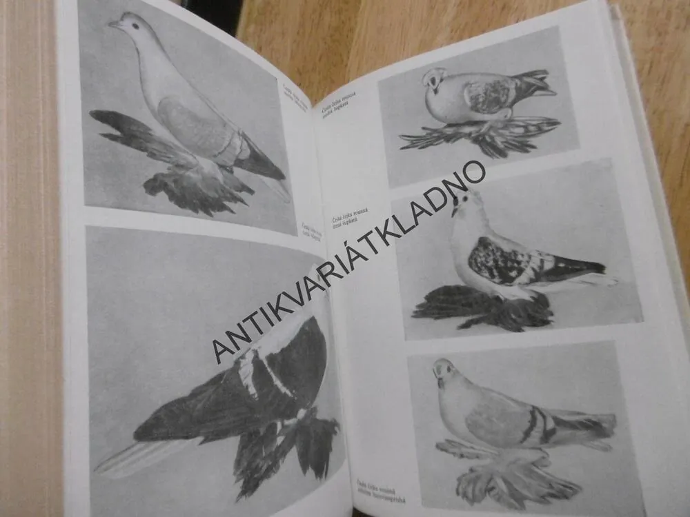 VZORNÍK PLEMEN HOLUBŮ, ČERMÁK, ŽUPKA
