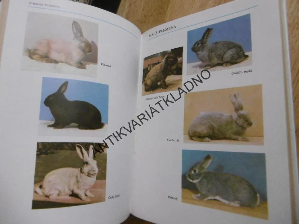 VZORNÍK PRO POSUZOVÁNÍ KRÁLÍKŮ V ČSSR