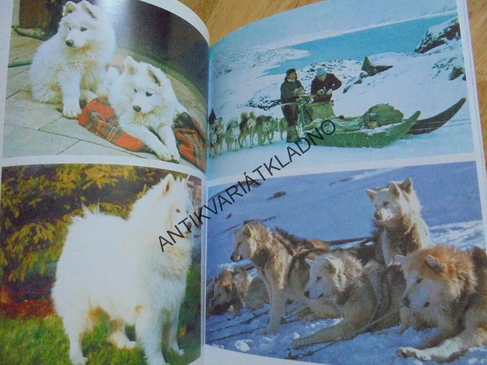 SEVERSKÁ PLEMENA PSŮ, MALAMUT, HASKY, SAMOJED,PES, **an