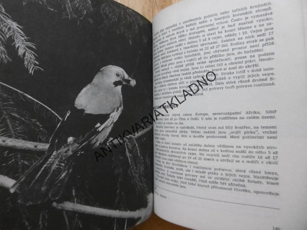 ZÁKLADY MYSLIVOSTI, RAKUŠAN, 1979