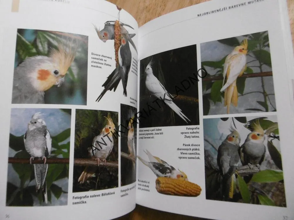 NAŠE KORELA, JAK CHOVAT, KRMIT, SPRÁVNĚ ROZUMĚT. THOMAS HAUPT, **an