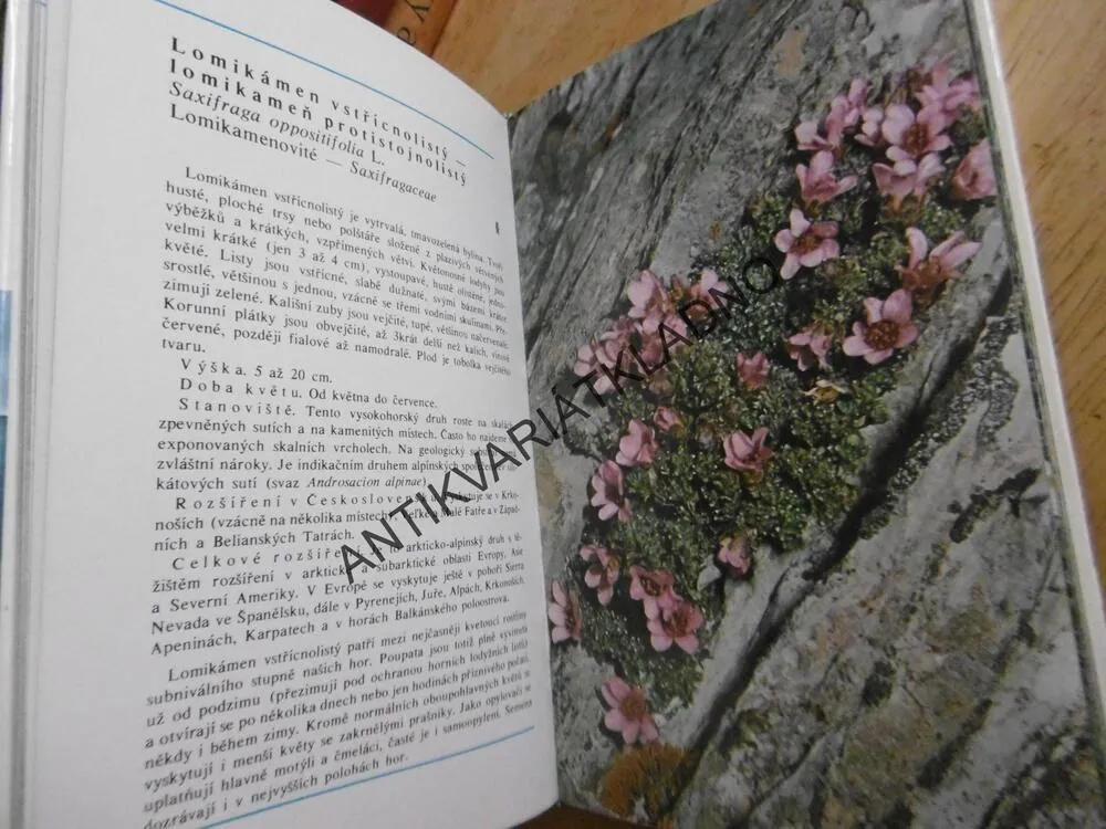 HORSKÉ ROSTLINY VE FOTOGRAFII, ČIHAŘ, KOVANDA, **an