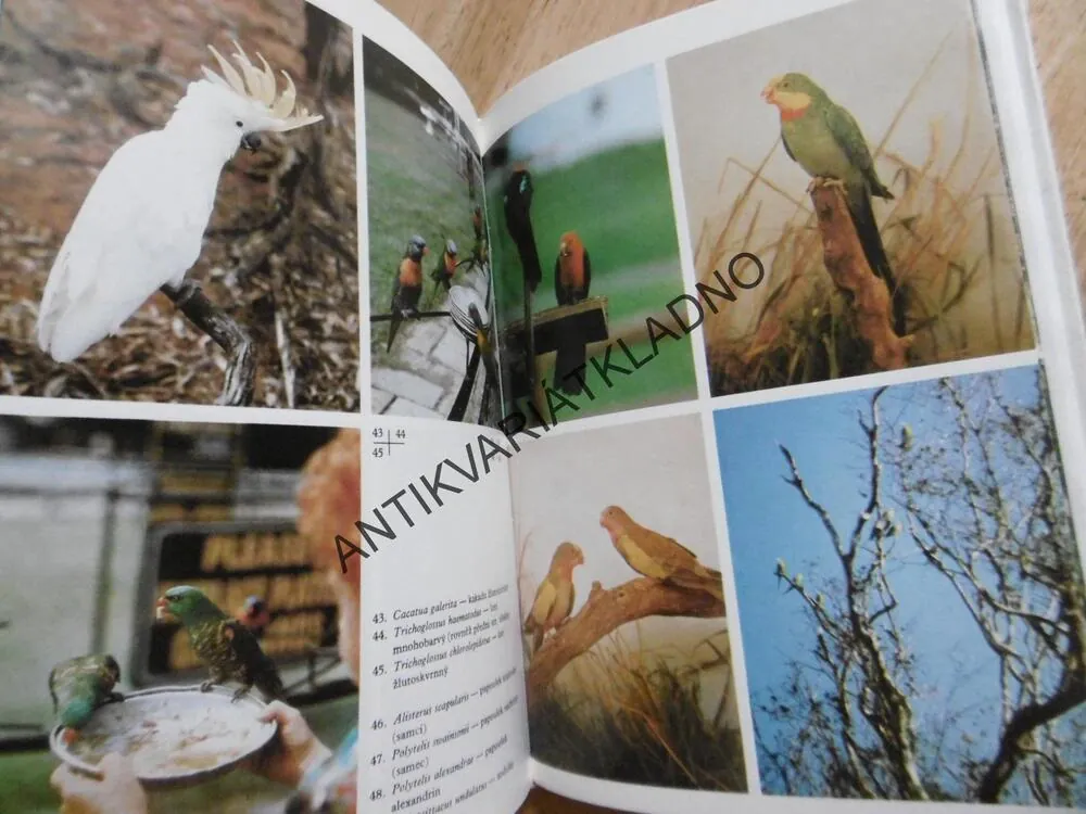 PTÁCI AUSTRÁLIE, STANISLAV CHVAPIL, **an