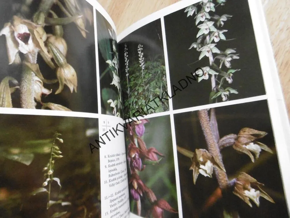 ORCHIDEJE NAŠÍ PŘÍRODY, F.PROCHÁZKA, V. VELÍŠEK, **an