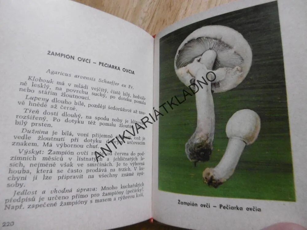 HOUBY V PŘÍRODĚ A V KUCHYNI, SMOTLACHA, J. NOVÁK, MYKOLOGIE, **an