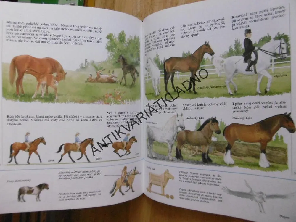 MĚJ RÁD A POZNÁVEJ ZVÍŘATA, SARO DE LA IGLESIA,  **an